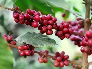 Coffee History